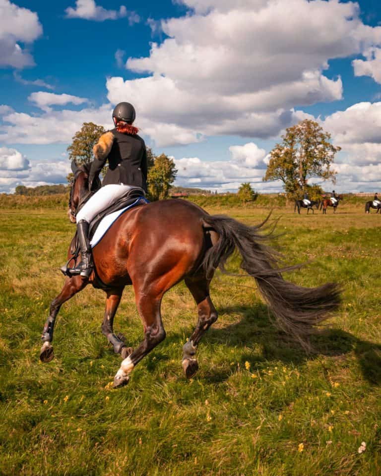 Person  Leather Jacket Riding Brown Horse