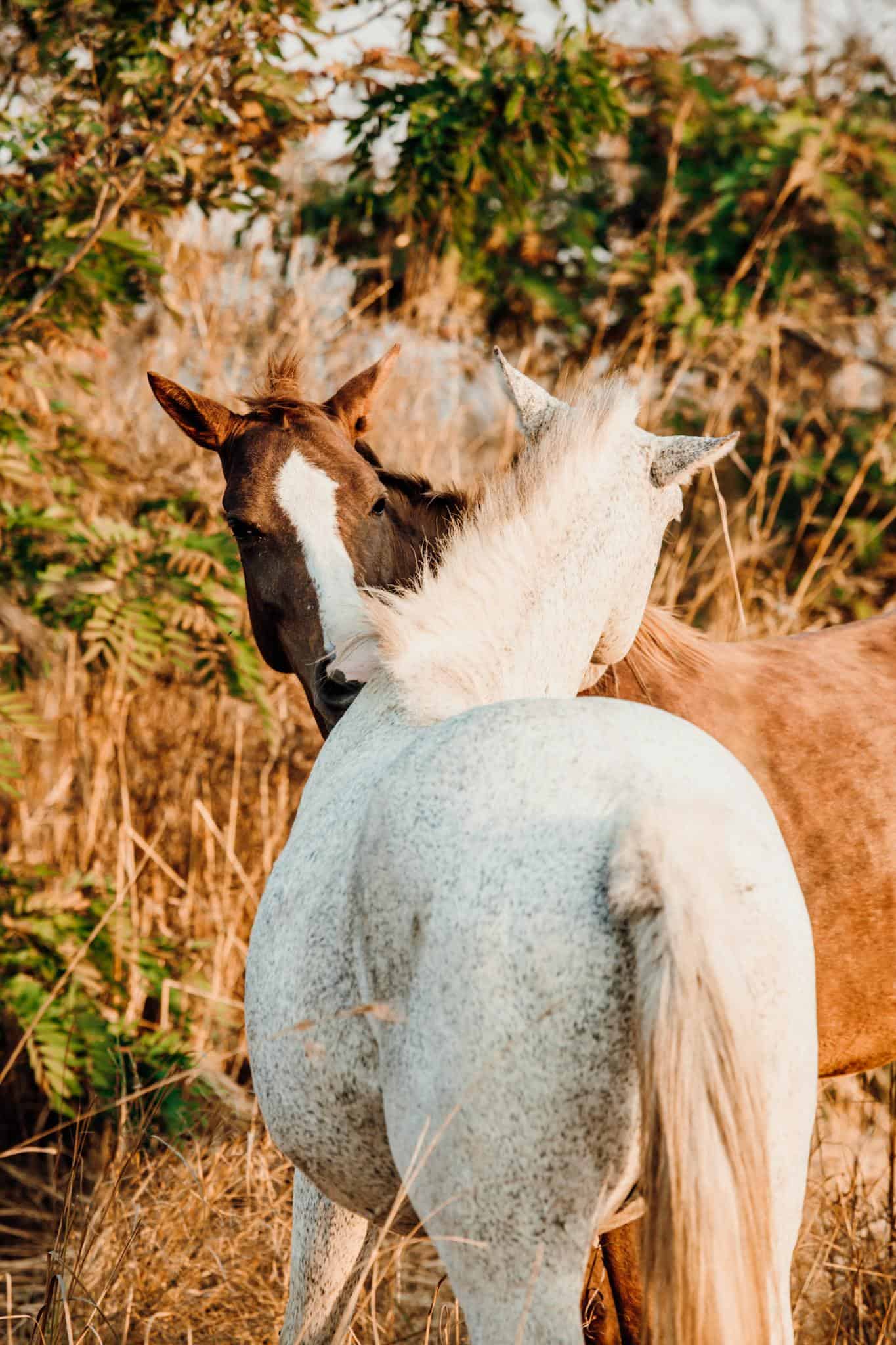 Stallions with fluffy manes smelling each other while standing on golden grass against growing bushes in sunlight